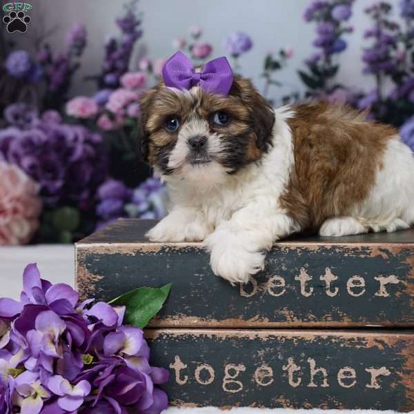 Rosy, Shih Tzu Puppy